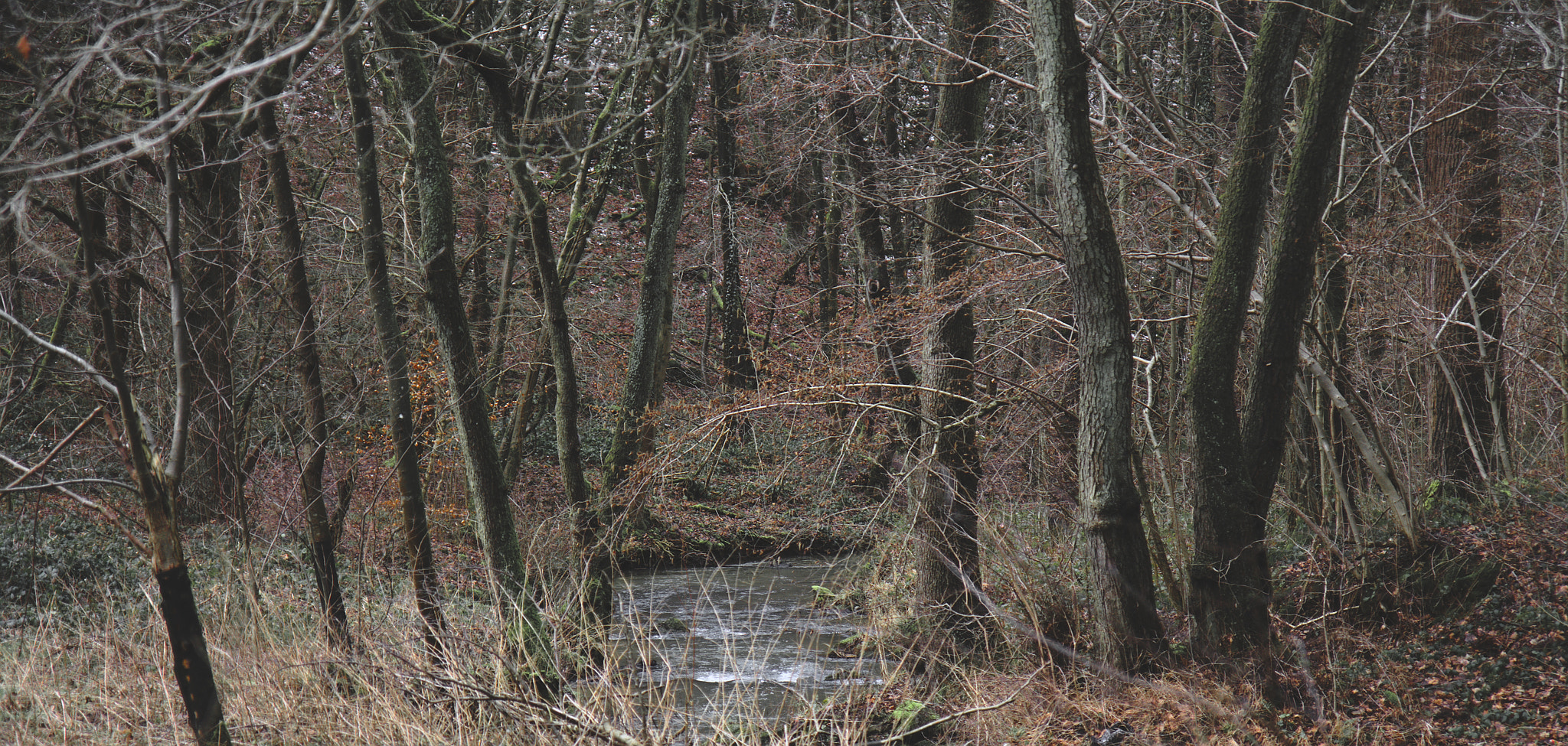 Canon EF-S 17-55mm F2.8 IS USM sample photo. A spring in the fall photography