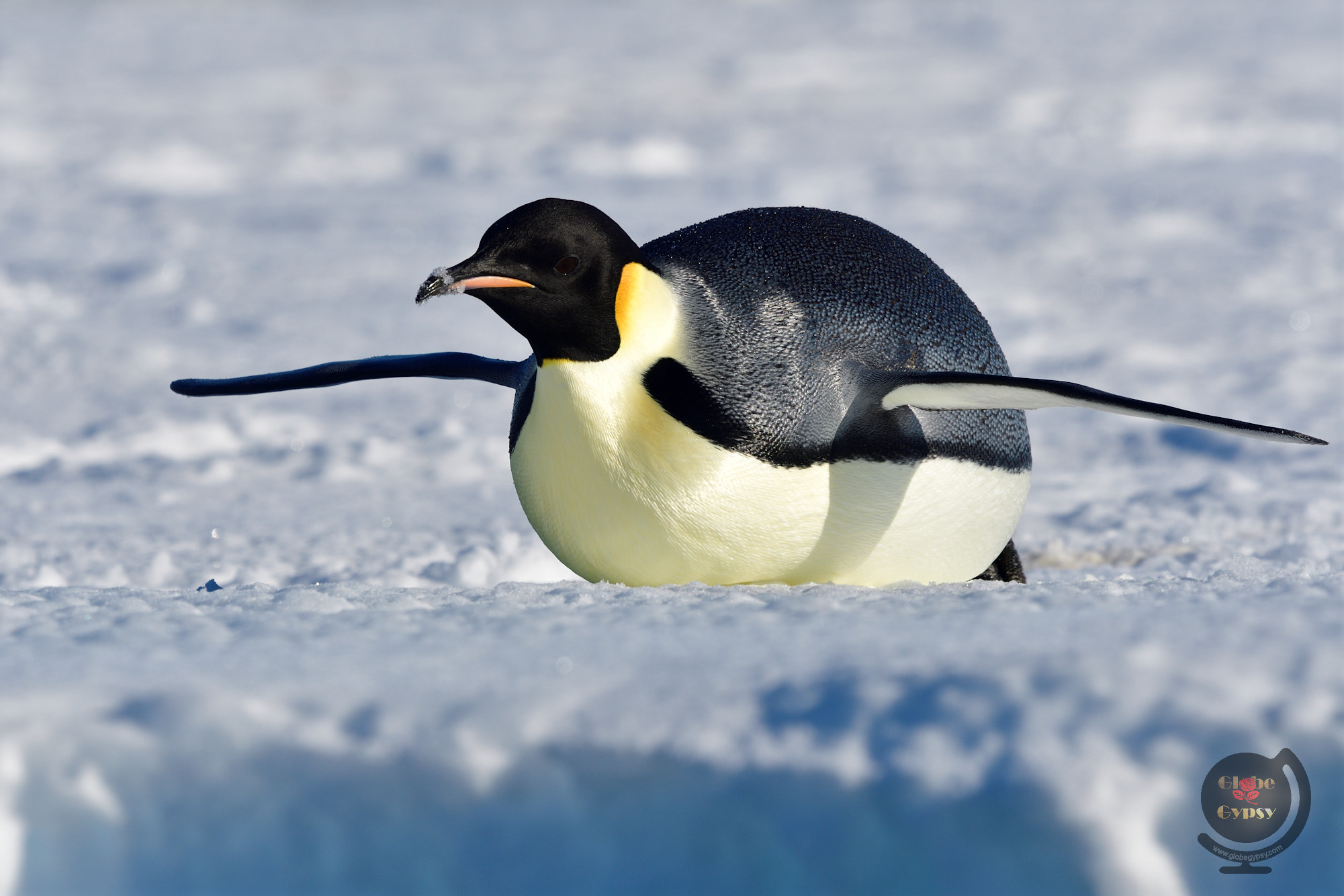 Nikon Nikkor AF-S 300mm F4E PF ED VR sample photo. Antarctic airlines photography