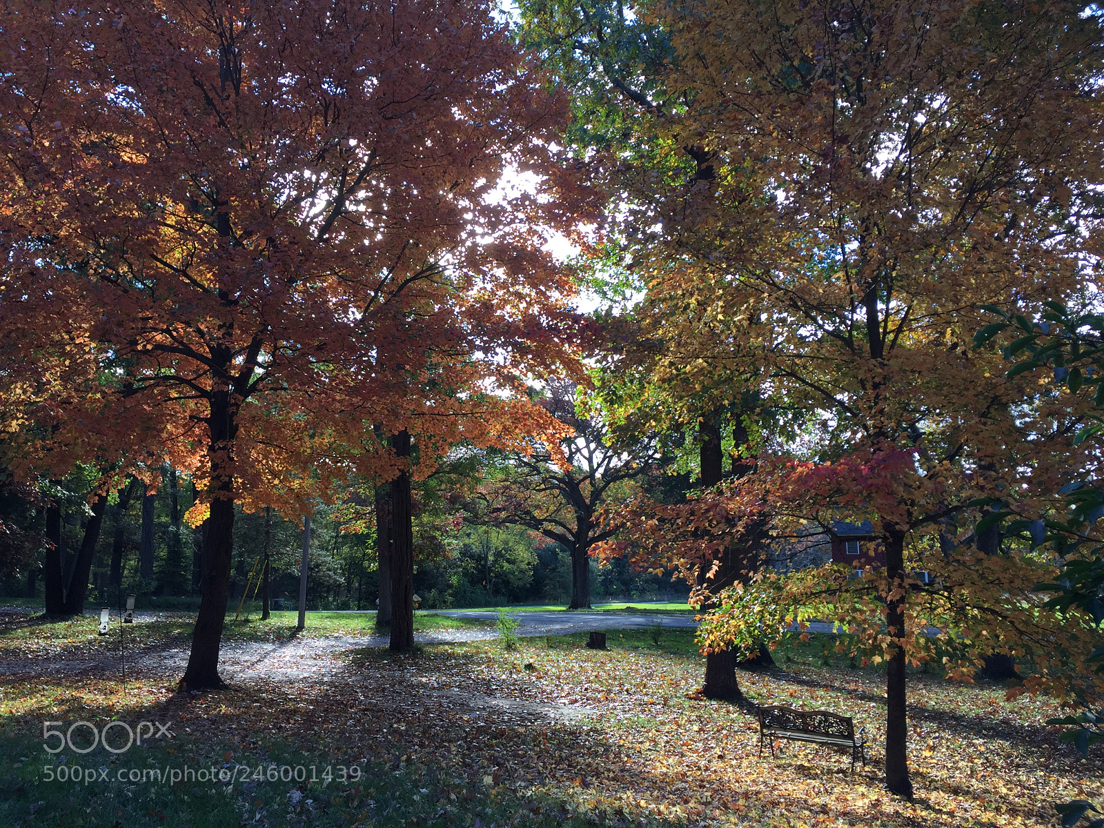 Apple iPhone 6 Plus sample photo. Our front yard photography