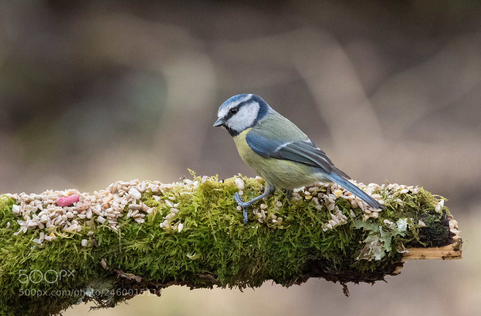 Canon EOS 7D Mark II sample photo. © lauren tucker photography photography