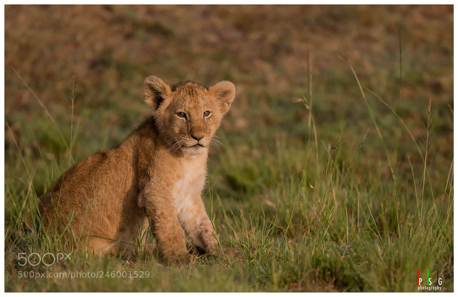 Nikon D5 sample photo. Lion cub photography