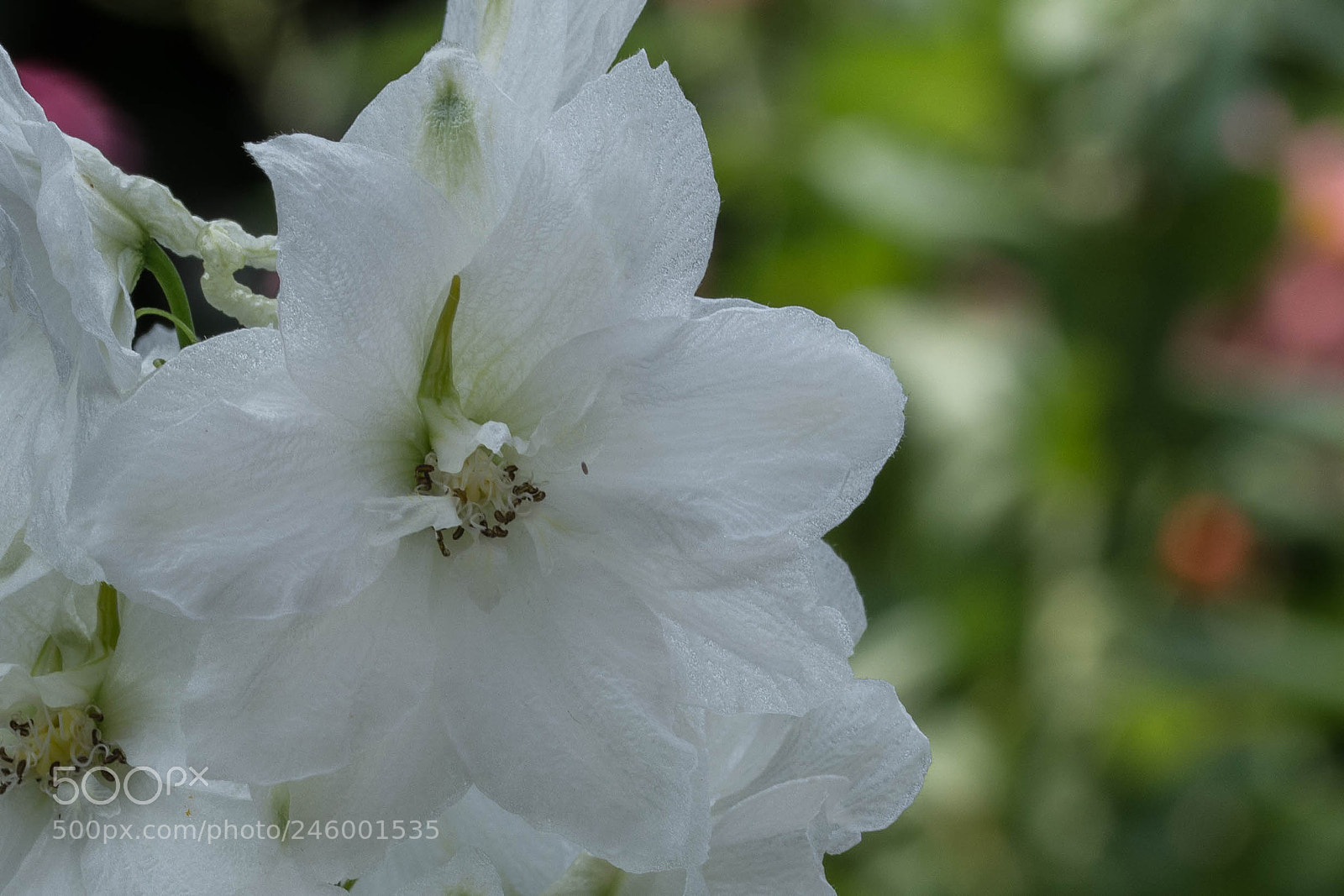 Nikon D7200 sample photo. Whiteness photography