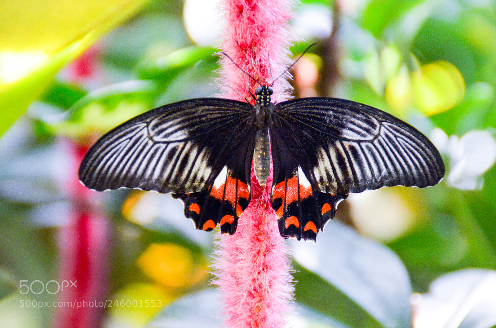 Nikon D5100 sample photo. Butterfly photography