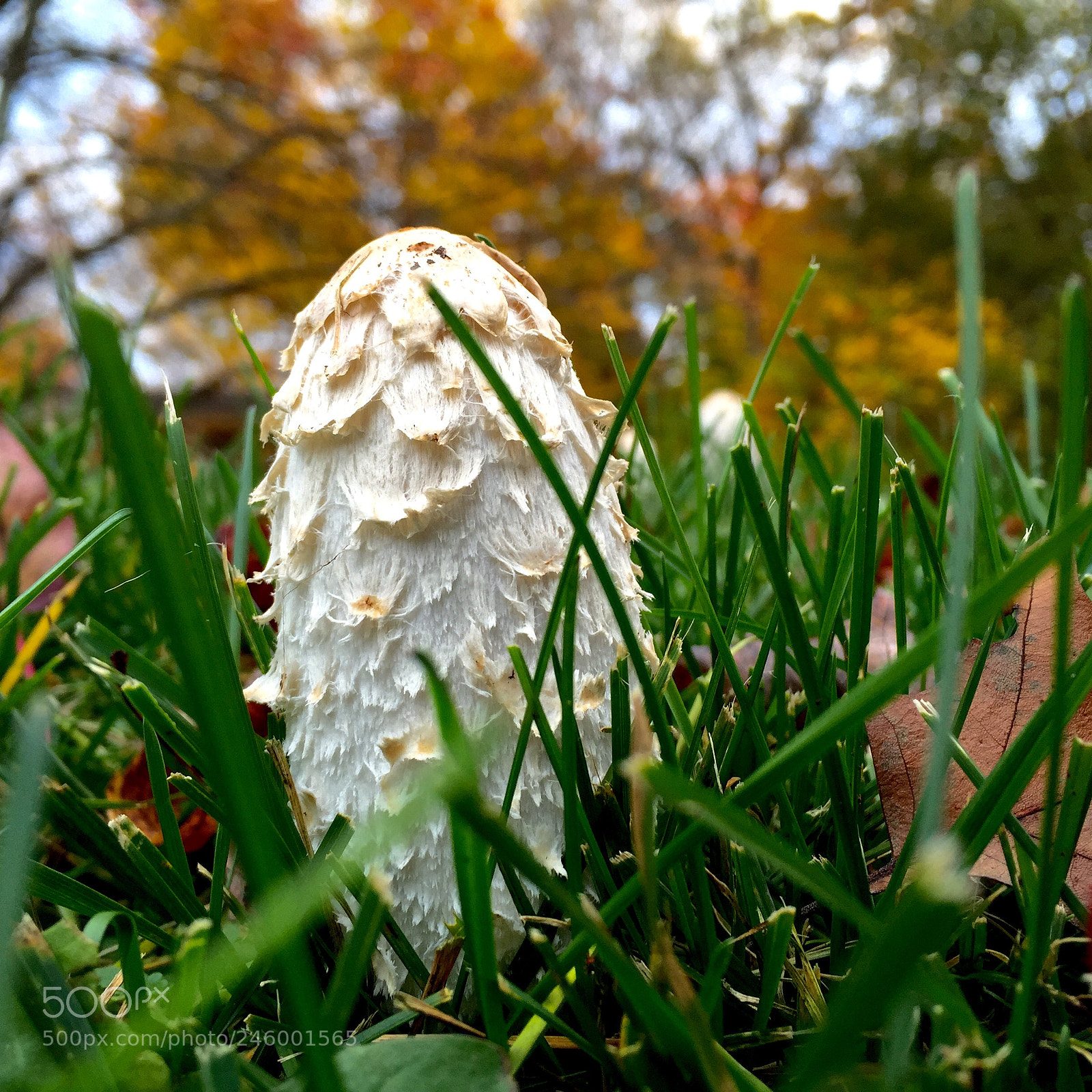 Apple iPhone 6 Plus sample photo. Funny mushroom photography