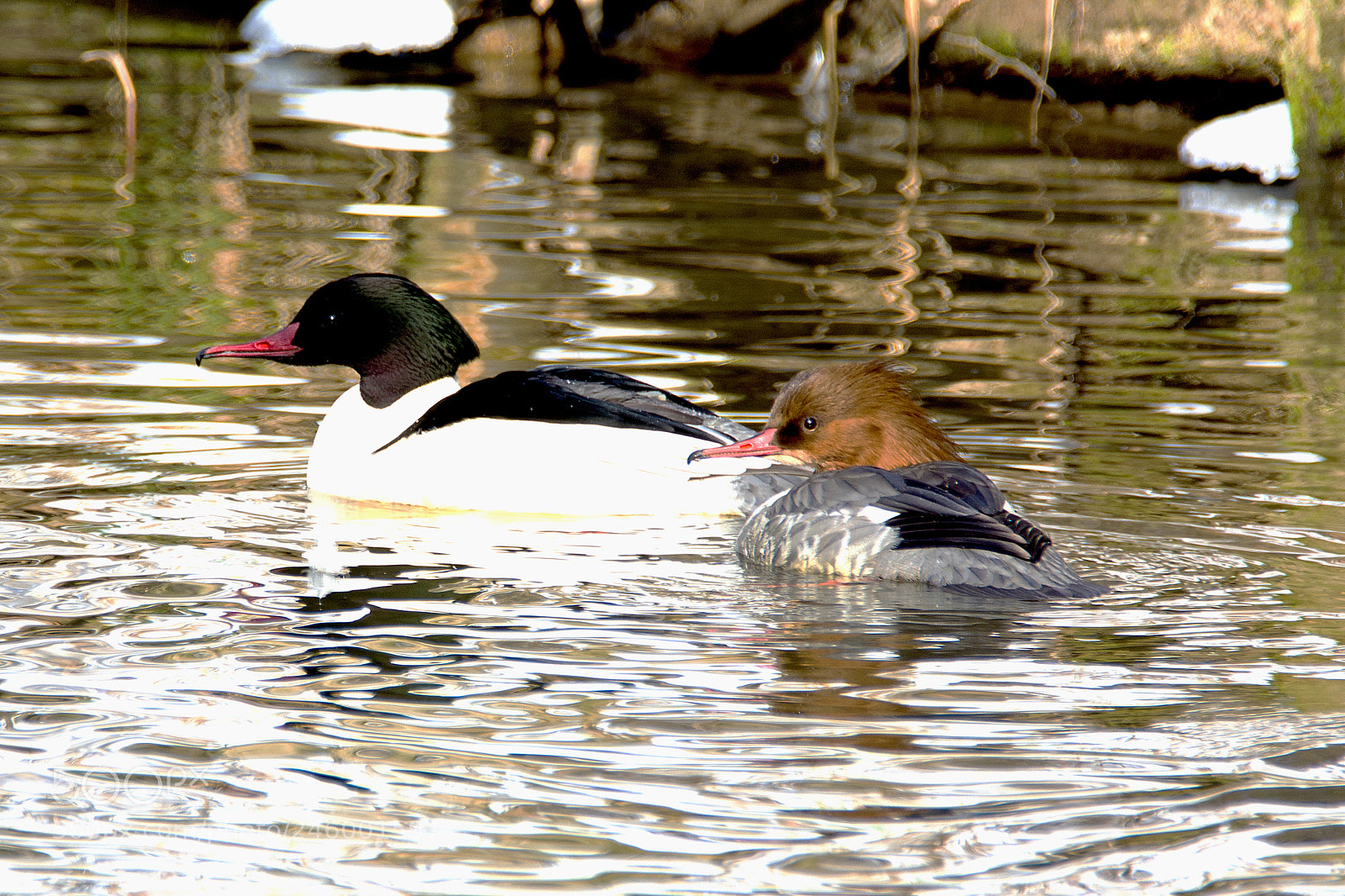 Nikon D7100 sample photo. Common merganser (mergus merganser) photography