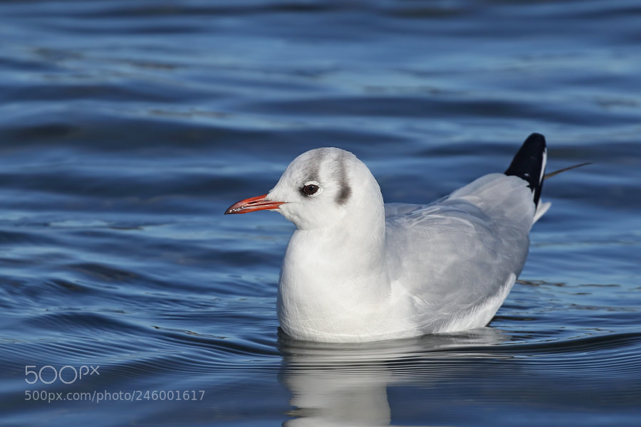 Canon EOS 7D Mark II sample photo. Black-headed gull photography