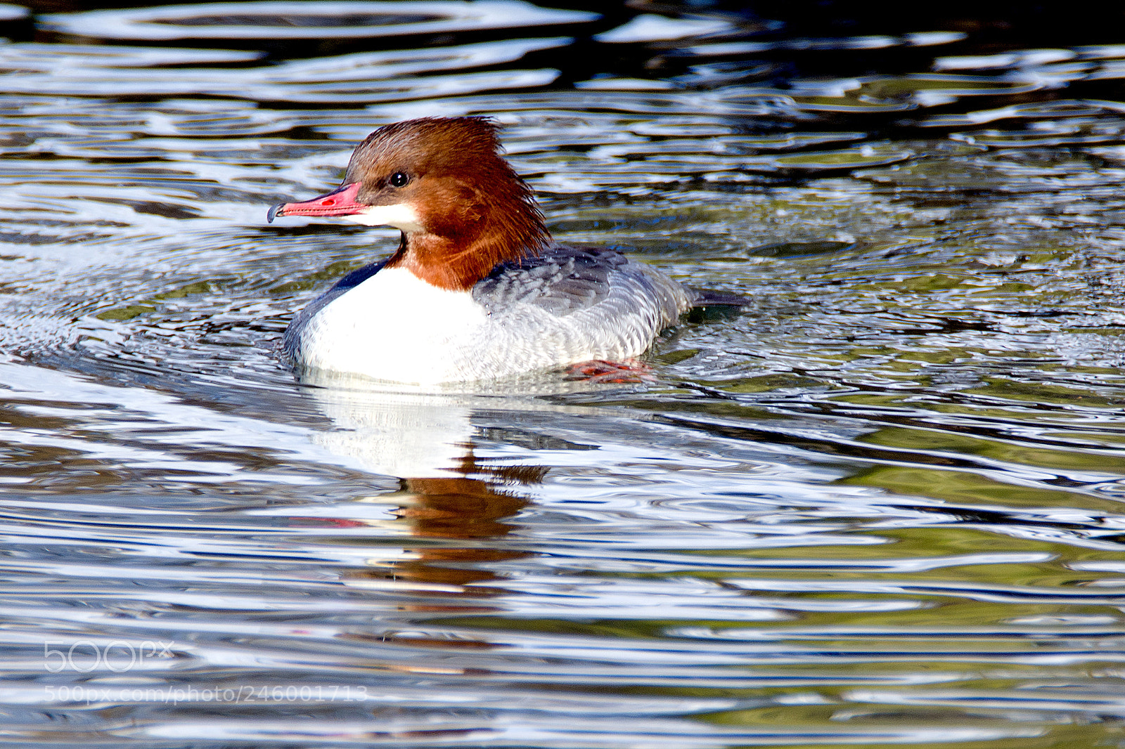 Nikon D7100 sample photo. Common merganser (mergus merganser) ♀ photography