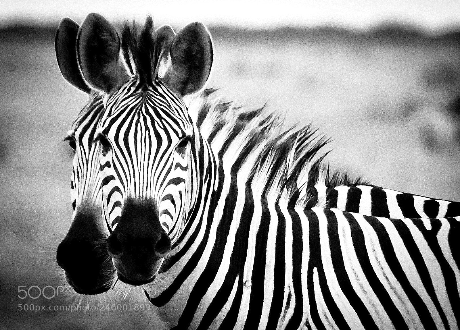 Nikon D90 sample photo. Seeing double photography