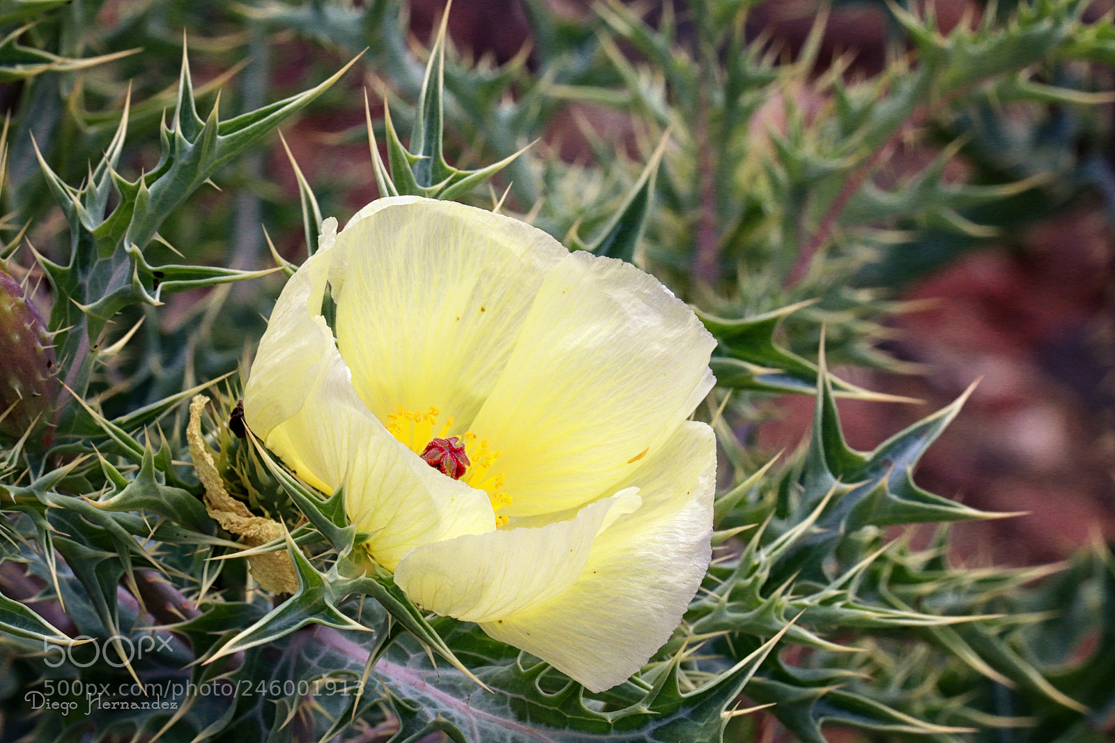 Canon EOS 800D (EOS Rebel T7i / EOS Kiss X9i) sample photo. Flor y pinchos photography