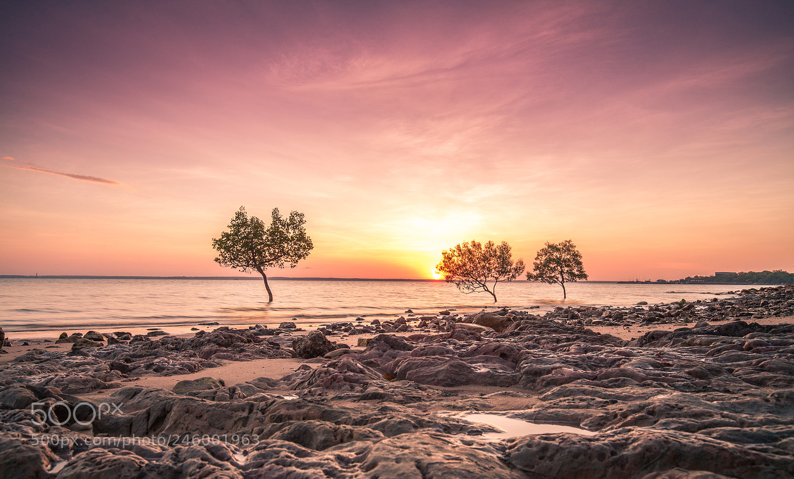 Canon EOS 5D sample photo. The three trees photography
