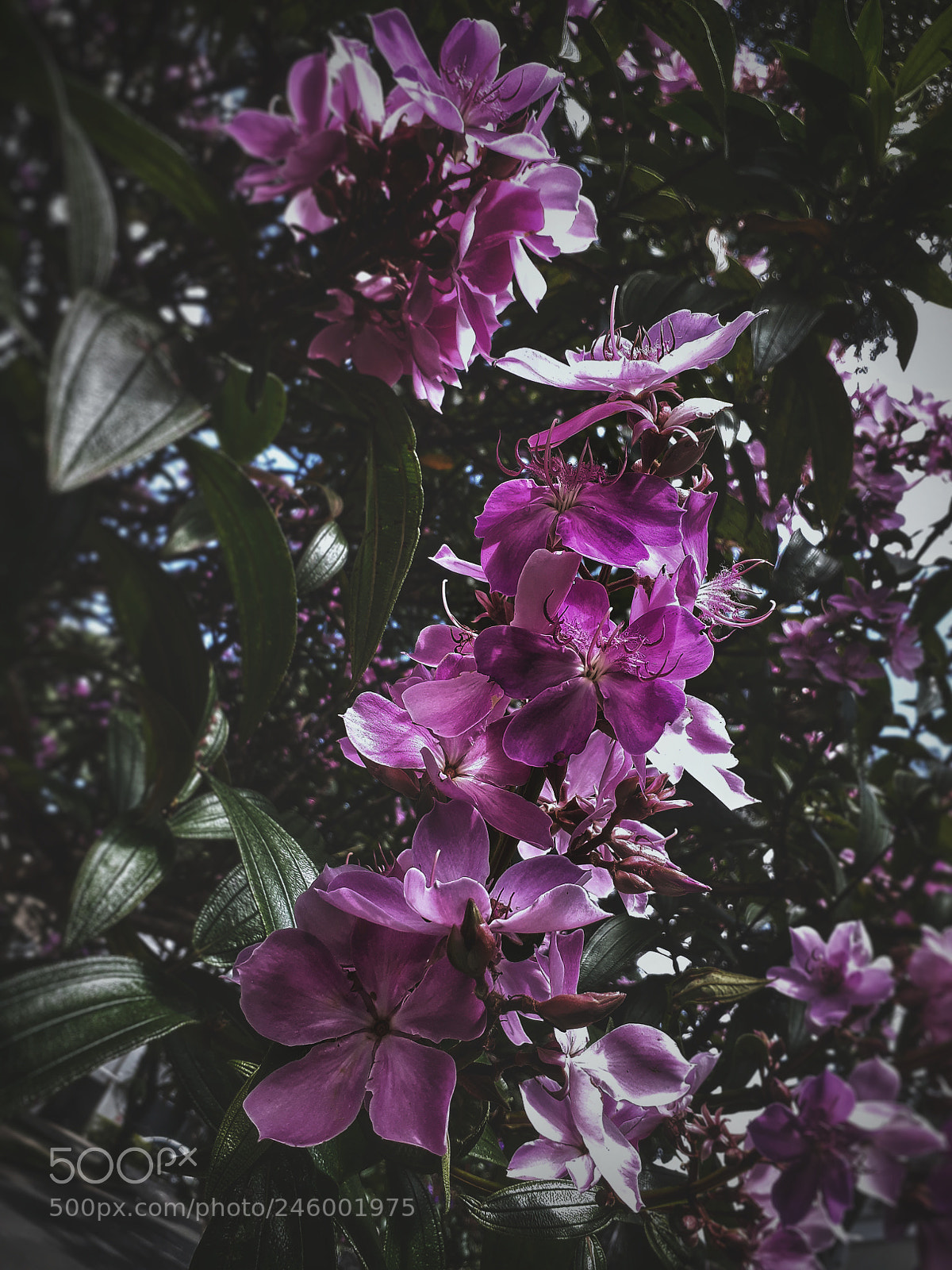 Samsung Galaxy J7 Prime sample photo. Untitled photography