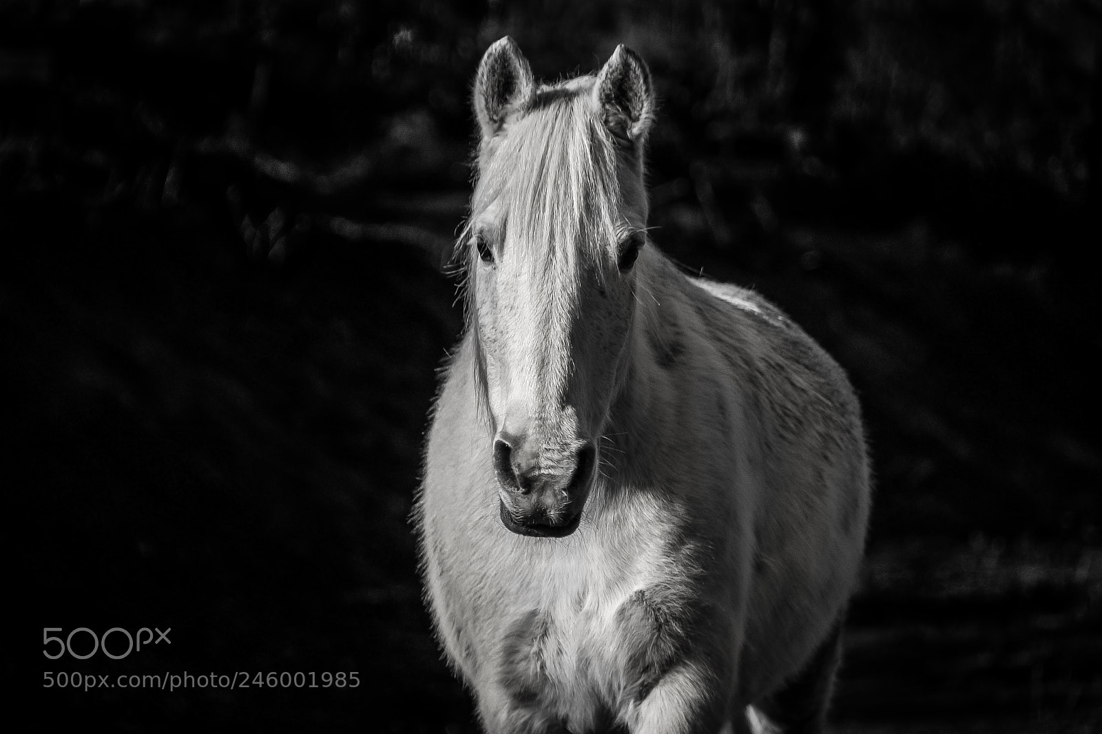 Nikon D610 sample photo. She walks photography