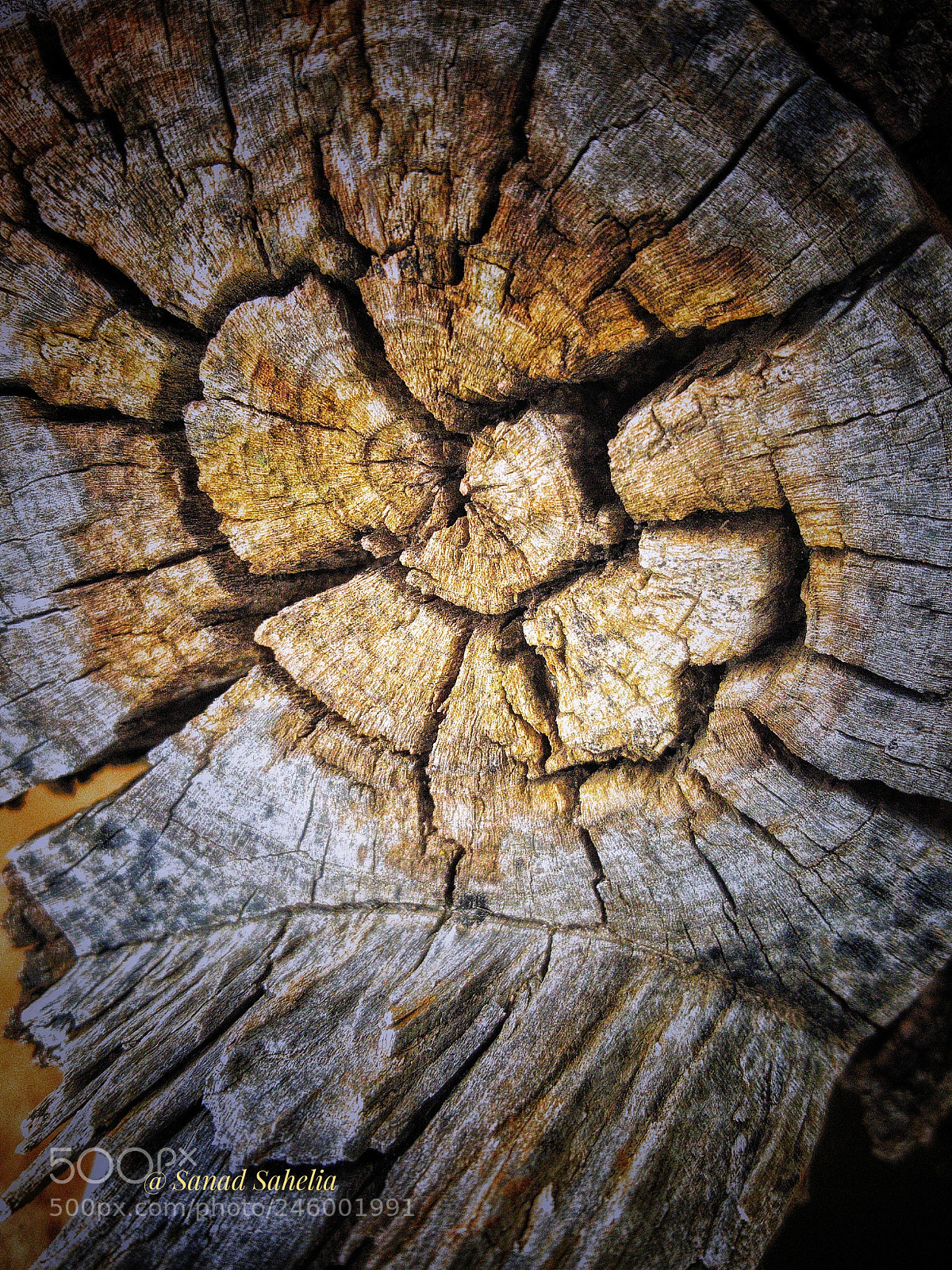 Samsung GALAXY S6 edge sample photo. Growth rings photography