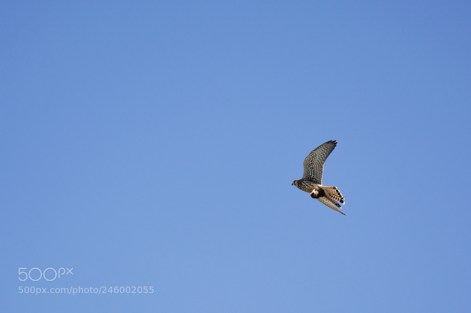 Nikon D5200 sample photo. Lunch time photography