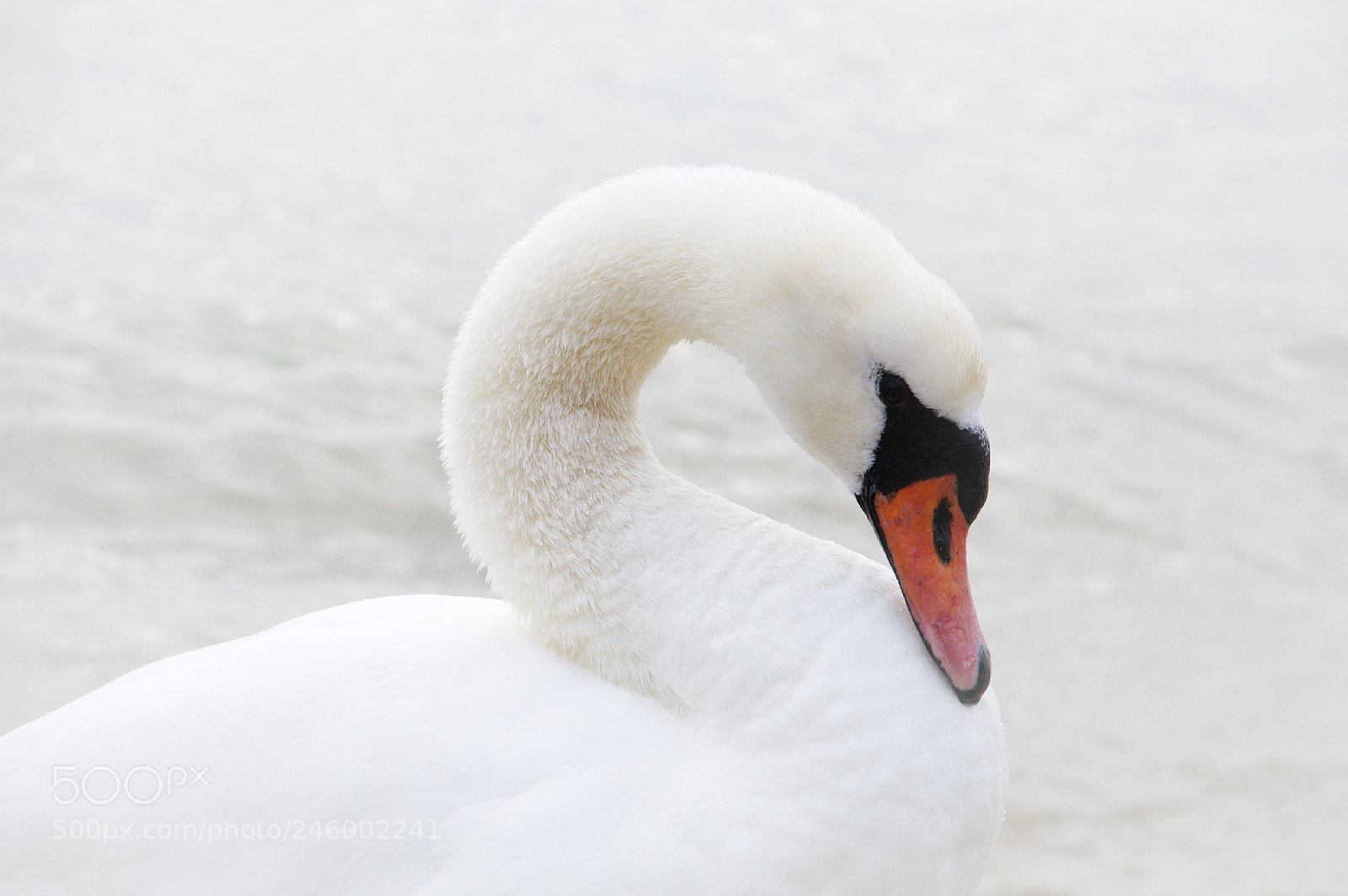 Nikon D90 sample photo. A purity photography