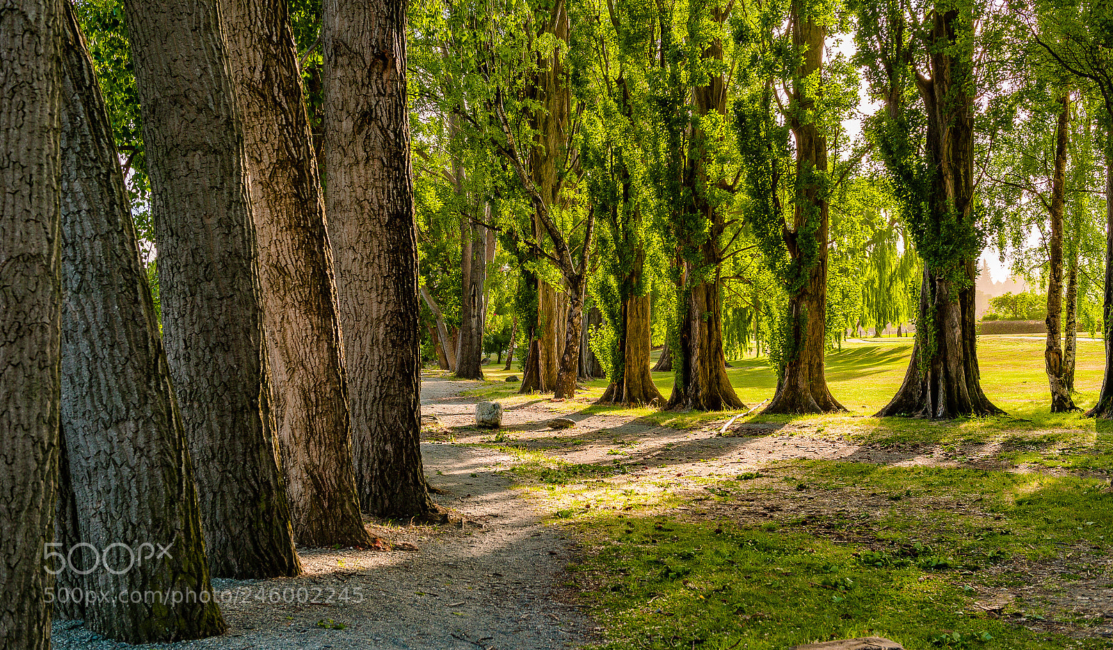 Nikon Df sample photo. Light and silent photography