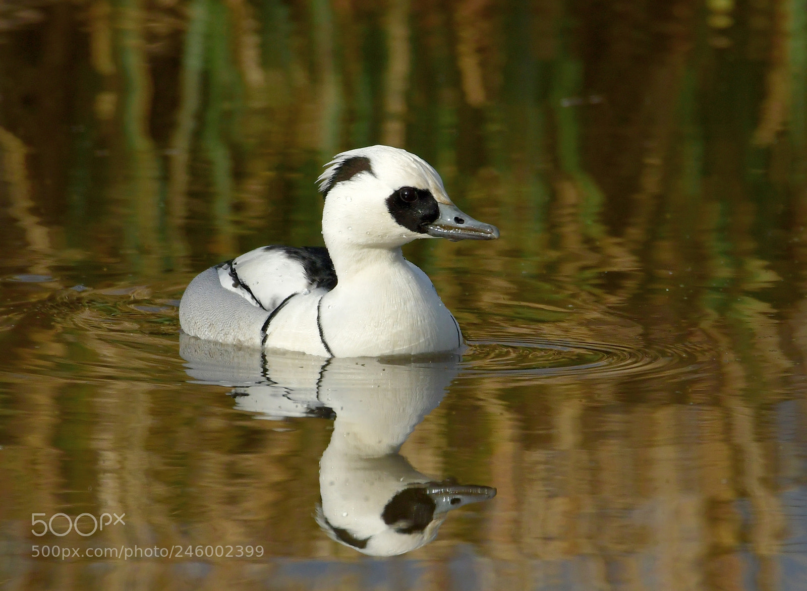 Nikon D500 + Nikon AF-S Nikkor 500mm F4G ED VR sample photo. Nonnetje photography
