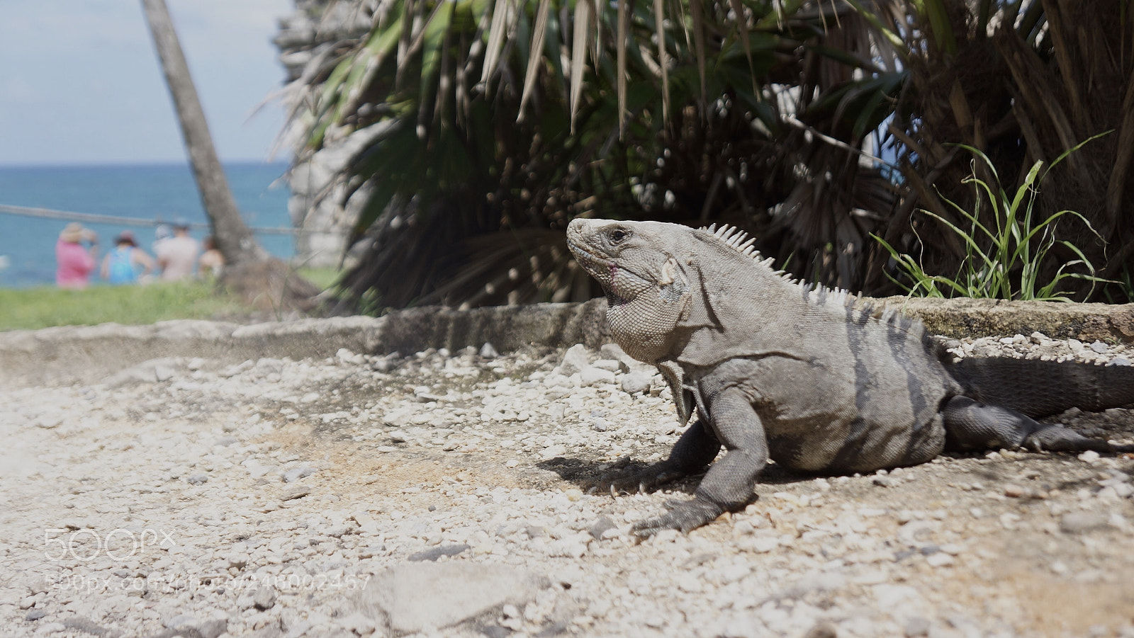 Sony Alpha NEX-7 sample photo. Tulum mexico photography