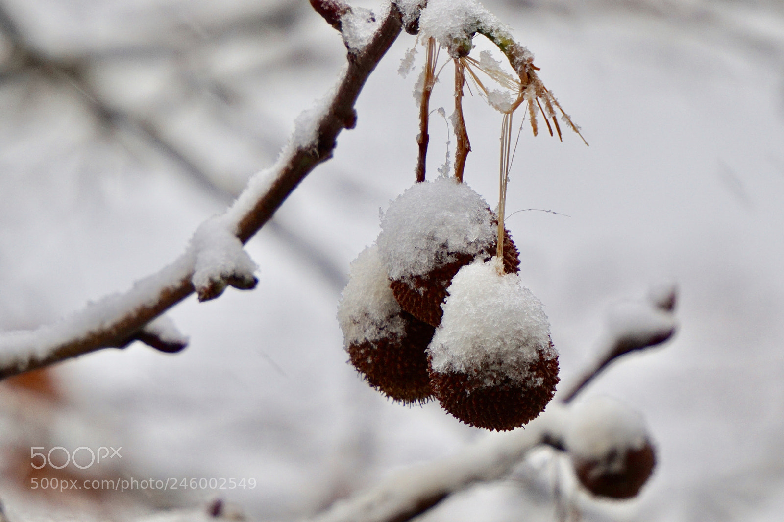 Sony a5100 sample photo. Untitled photography