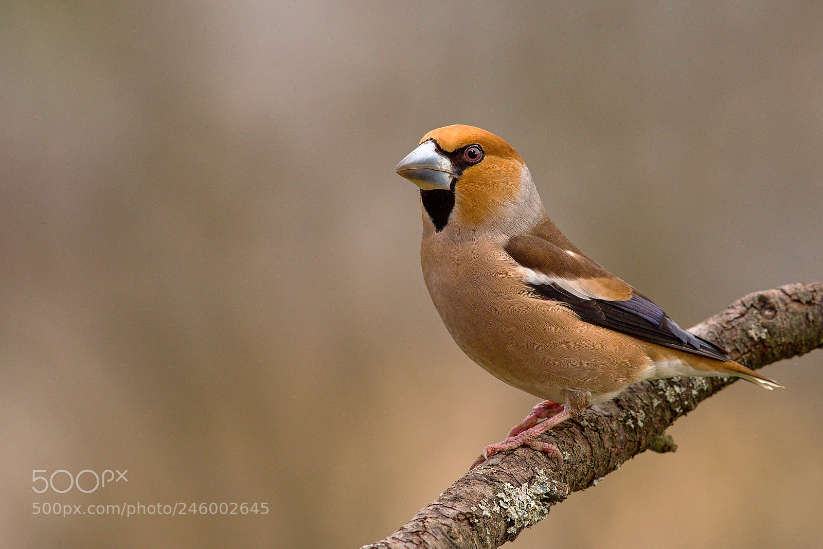 Nikon D500 sample photo. Hawfinch photography