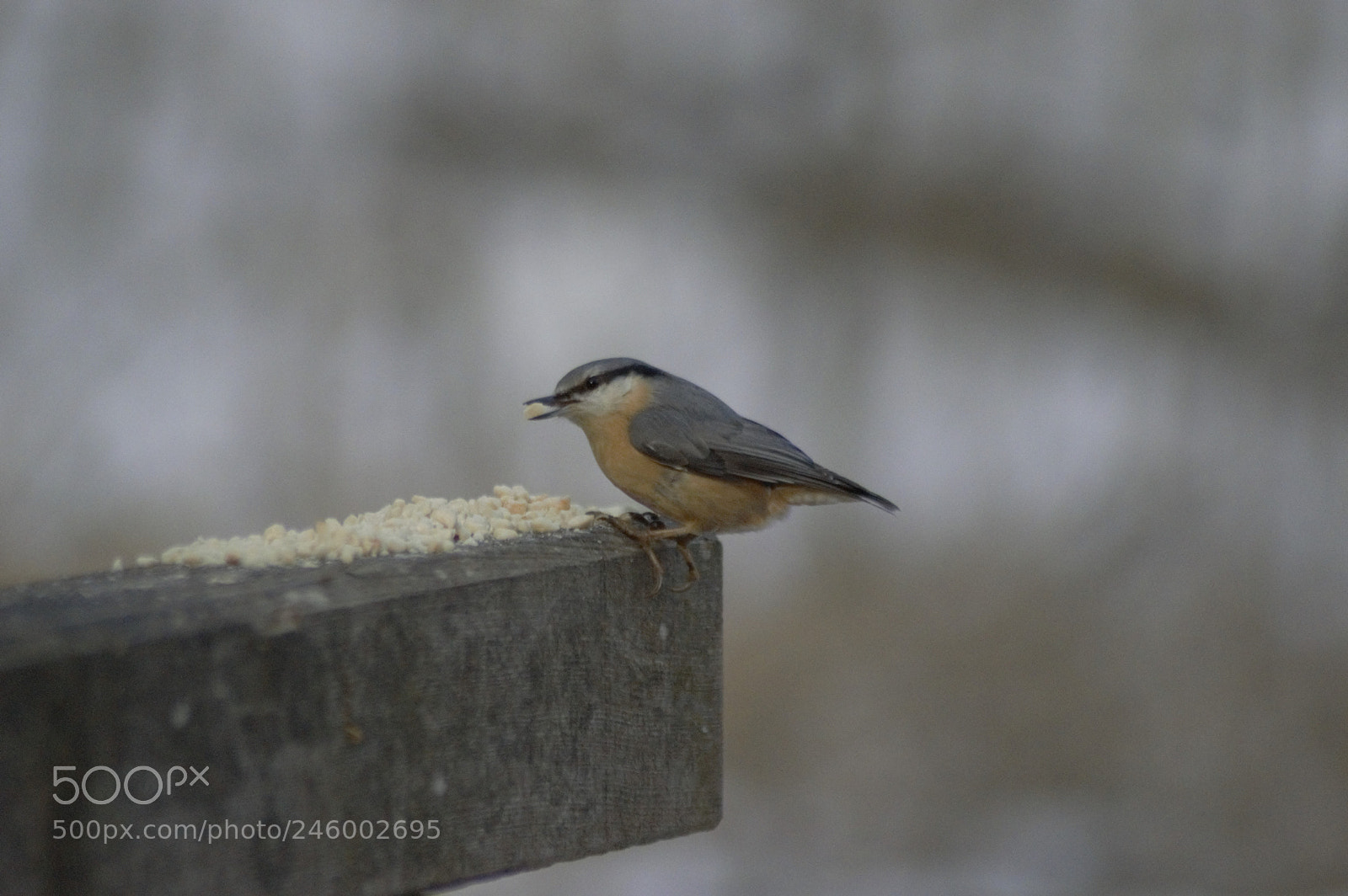 Nikon D3200 sample photo. Nuthatch photography