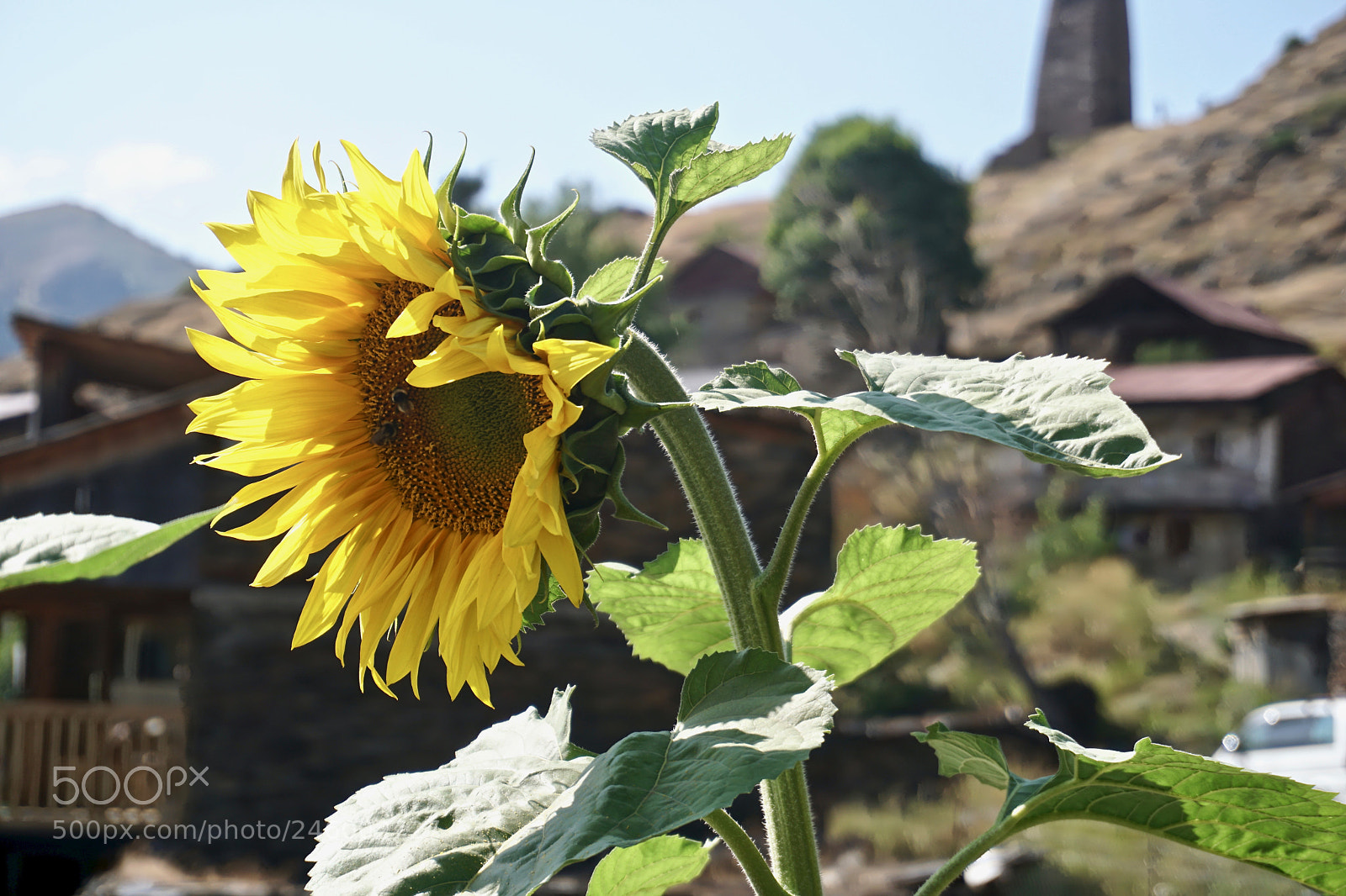Sony a6300 sample photo. Sunflower -near keselo fortress photography