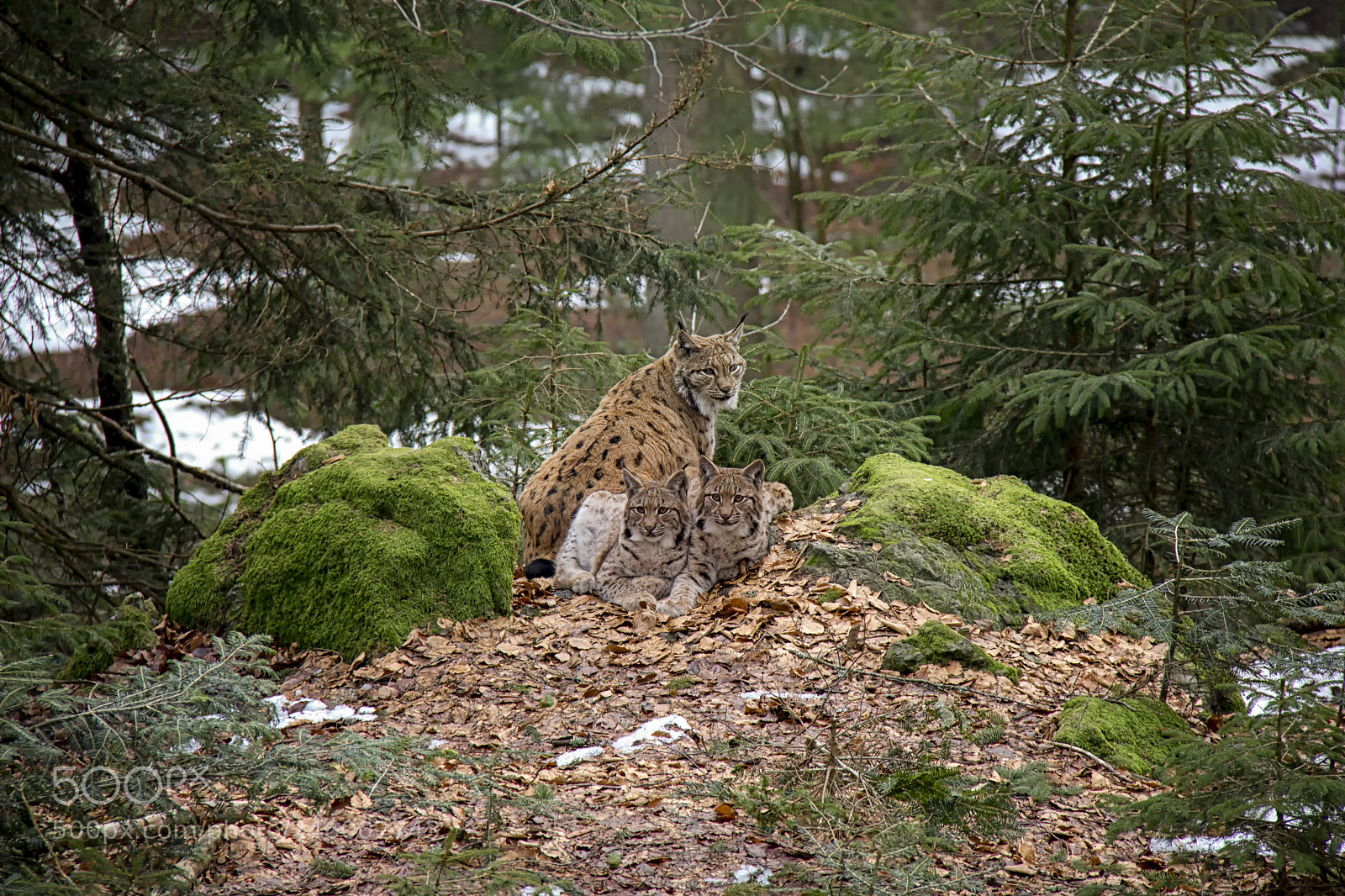 Canon EOS 550D (EOS Rebel T2i / EOS Kiss X4) sample photo. Lynx family... photography
