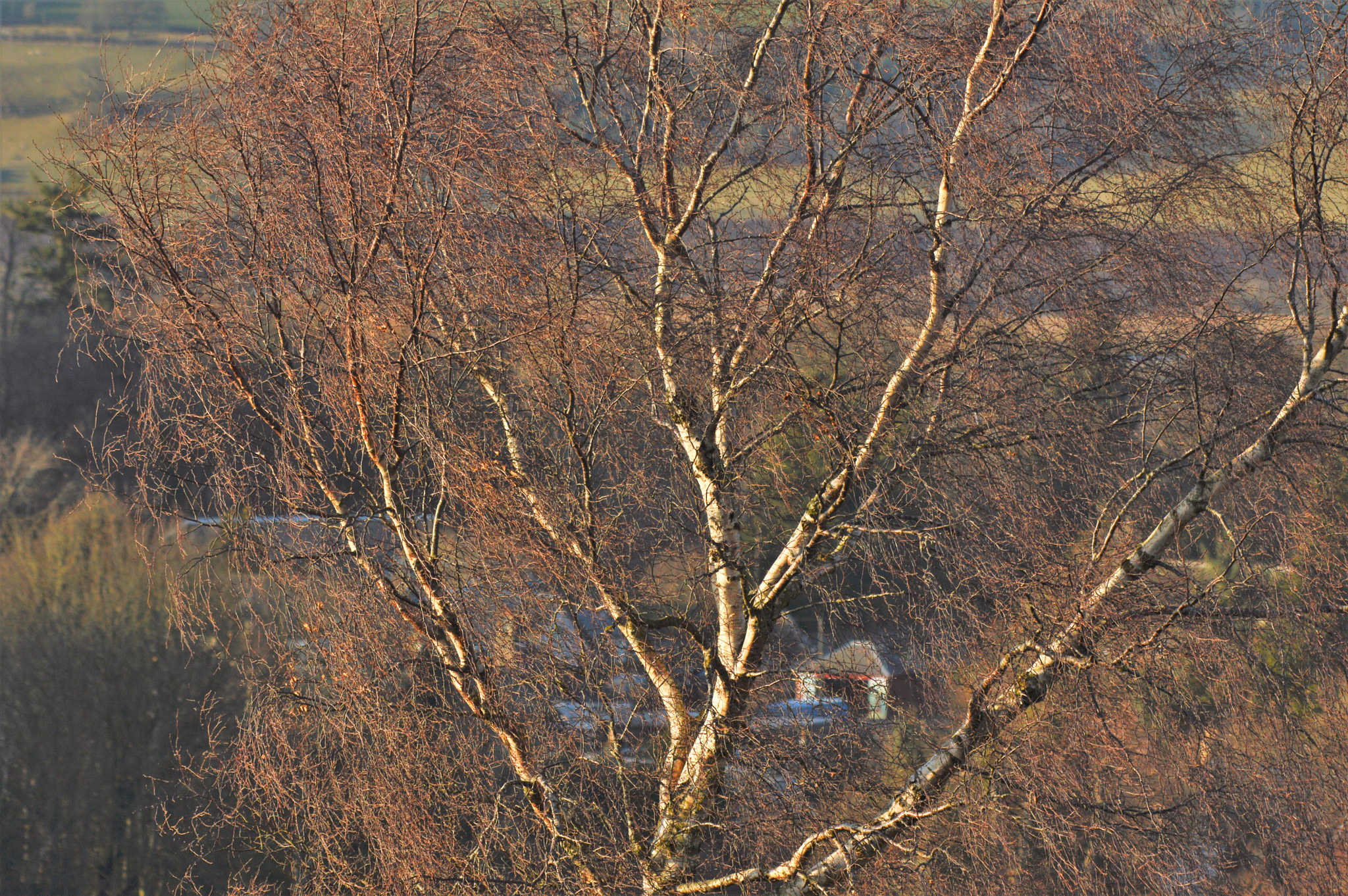 Sigma 150-500mm F5-6.3 DG OS HSM sample photo. () photography
