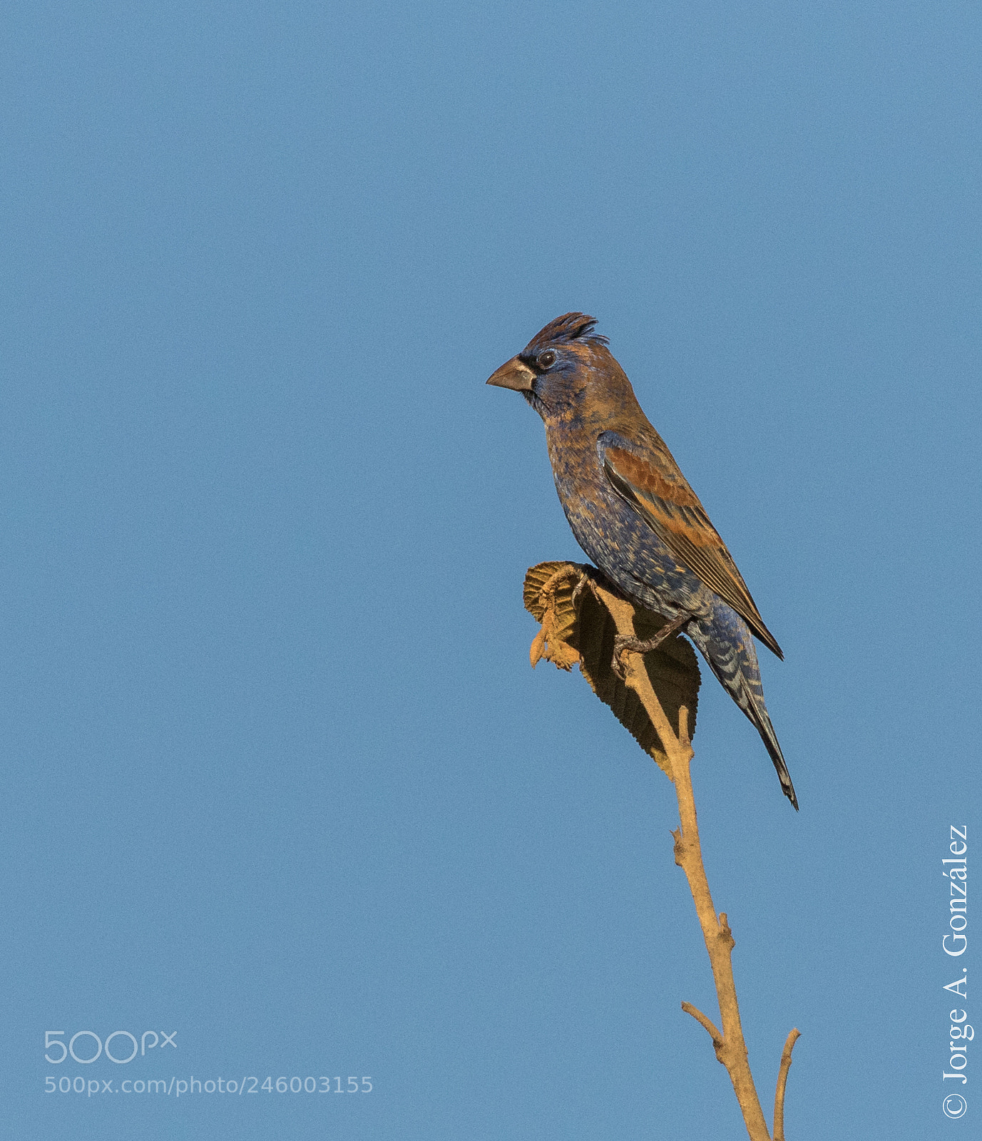 Canon EOS 7D Mark II sample photo. Blue grosbeak photography