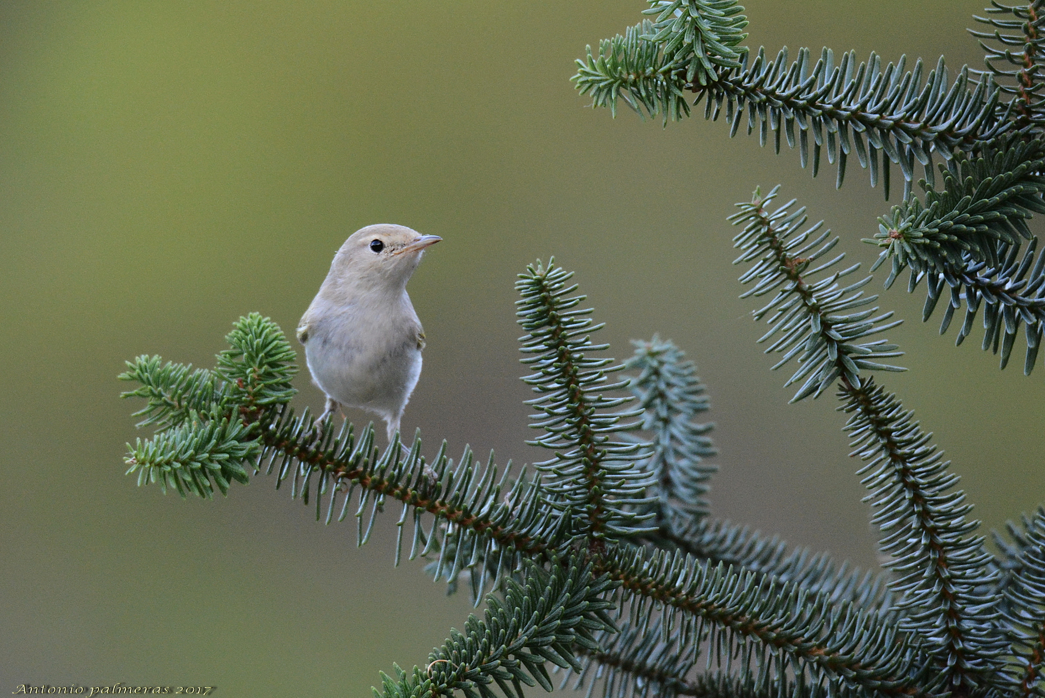 Sigma 150-600mm F5-6.3 DG OS HSM | S sample photo. Mosquitero photography