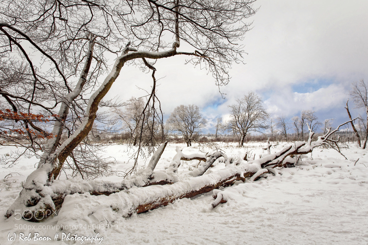 Canon EOS 5DS sample photo. Winter @ botrange 6 photography