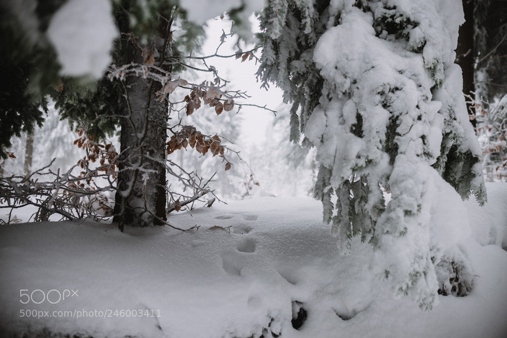 Nikon D610 sample photo. Traces in the snow photography