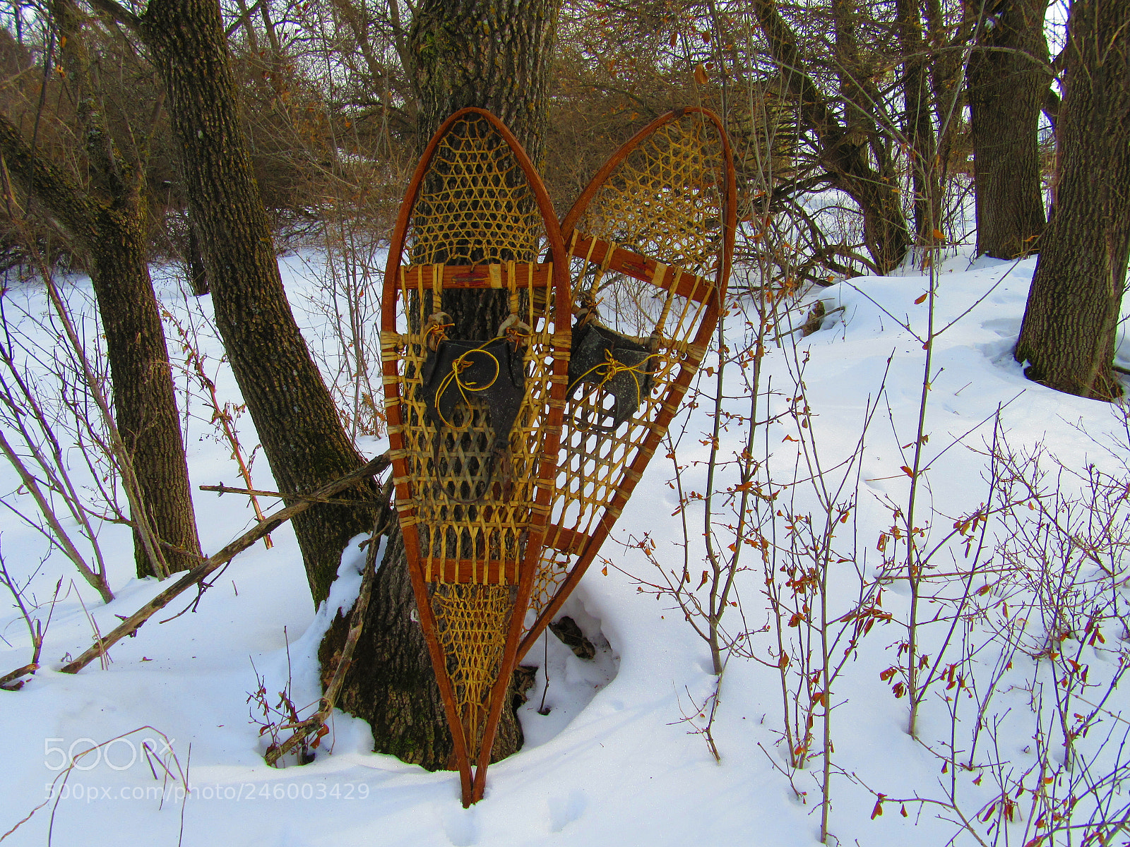 Canon PowerShot SX610 HS sample photo. Snow shoes by tree photography