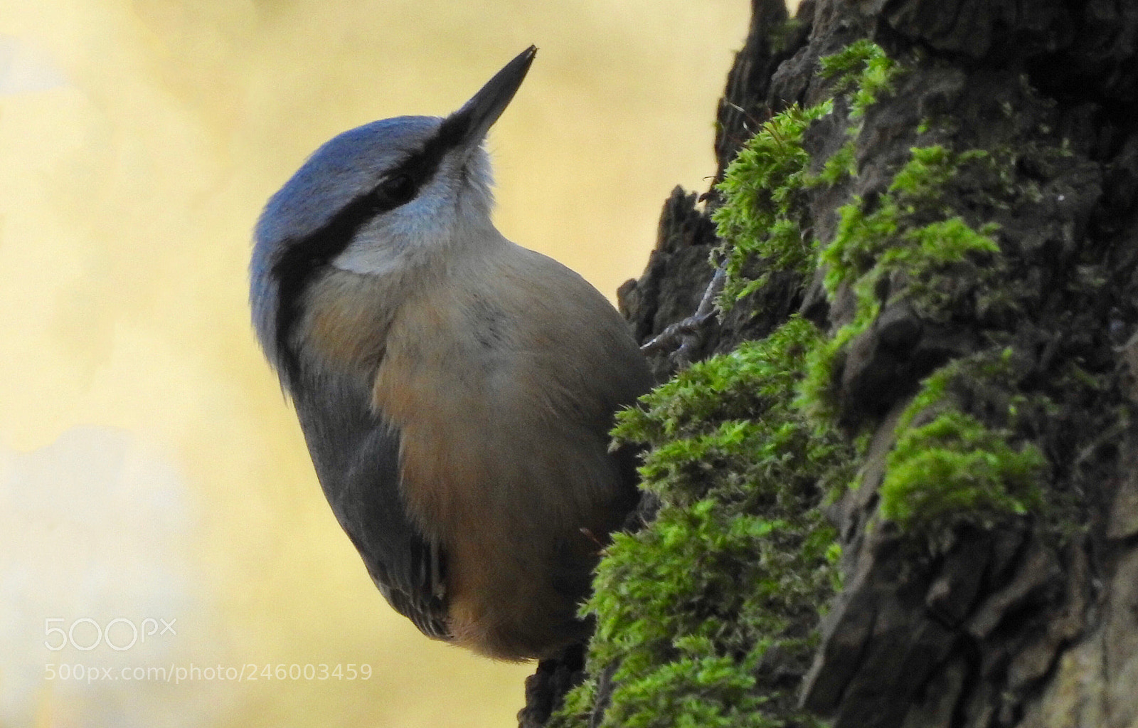 Nikon Coolpix P900 sample photo. Yes.... nuthatch seen this photography