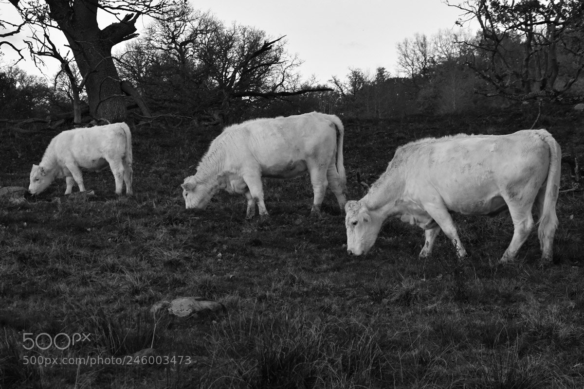 Nikon D500 sample photo. Cows photography