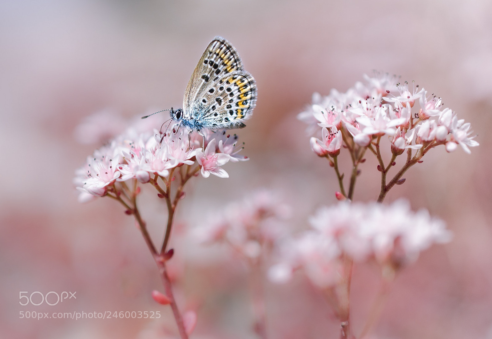 Nikon D5100 sample photo. La vie en rose photography