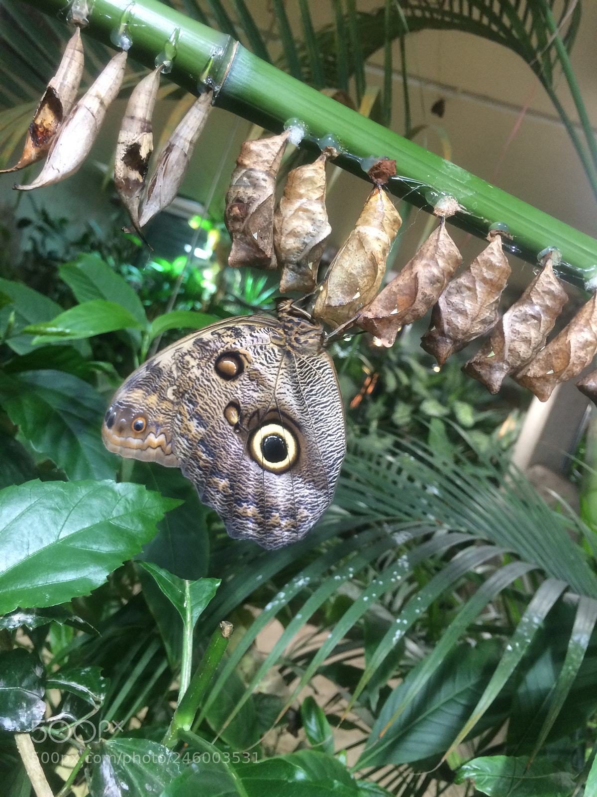 Apple iPhone 5s sample photo. Butterflies photography
