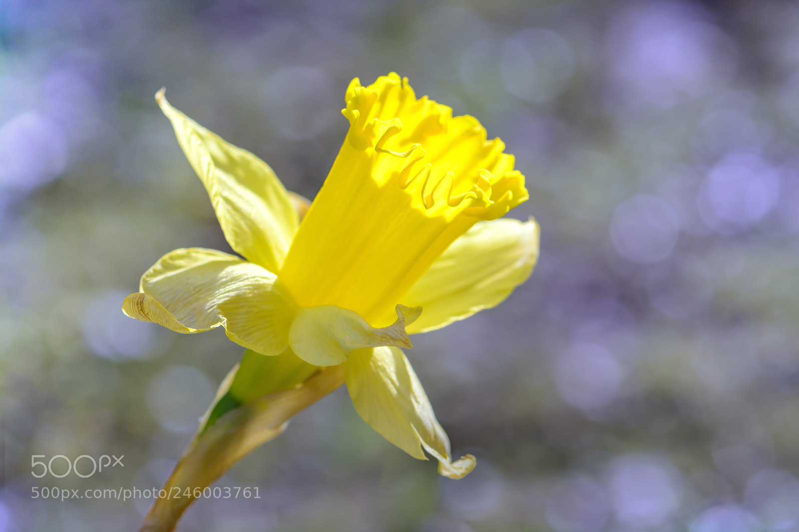 Nikon D7100 sample photo. Little sunshine photography