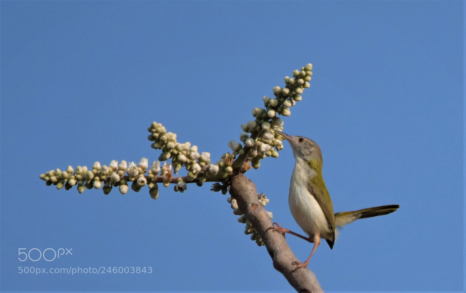 Nikon D500 sample photo. Common tailorbird photography