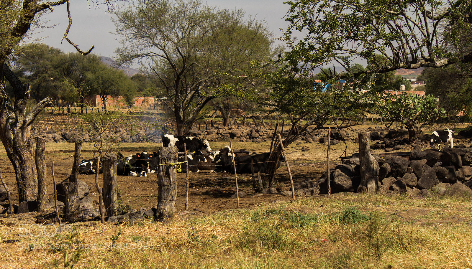 Canon EOS 1300D (EOS Rebel T6 / EOS Kiss X80) sample photo. Cows! photography