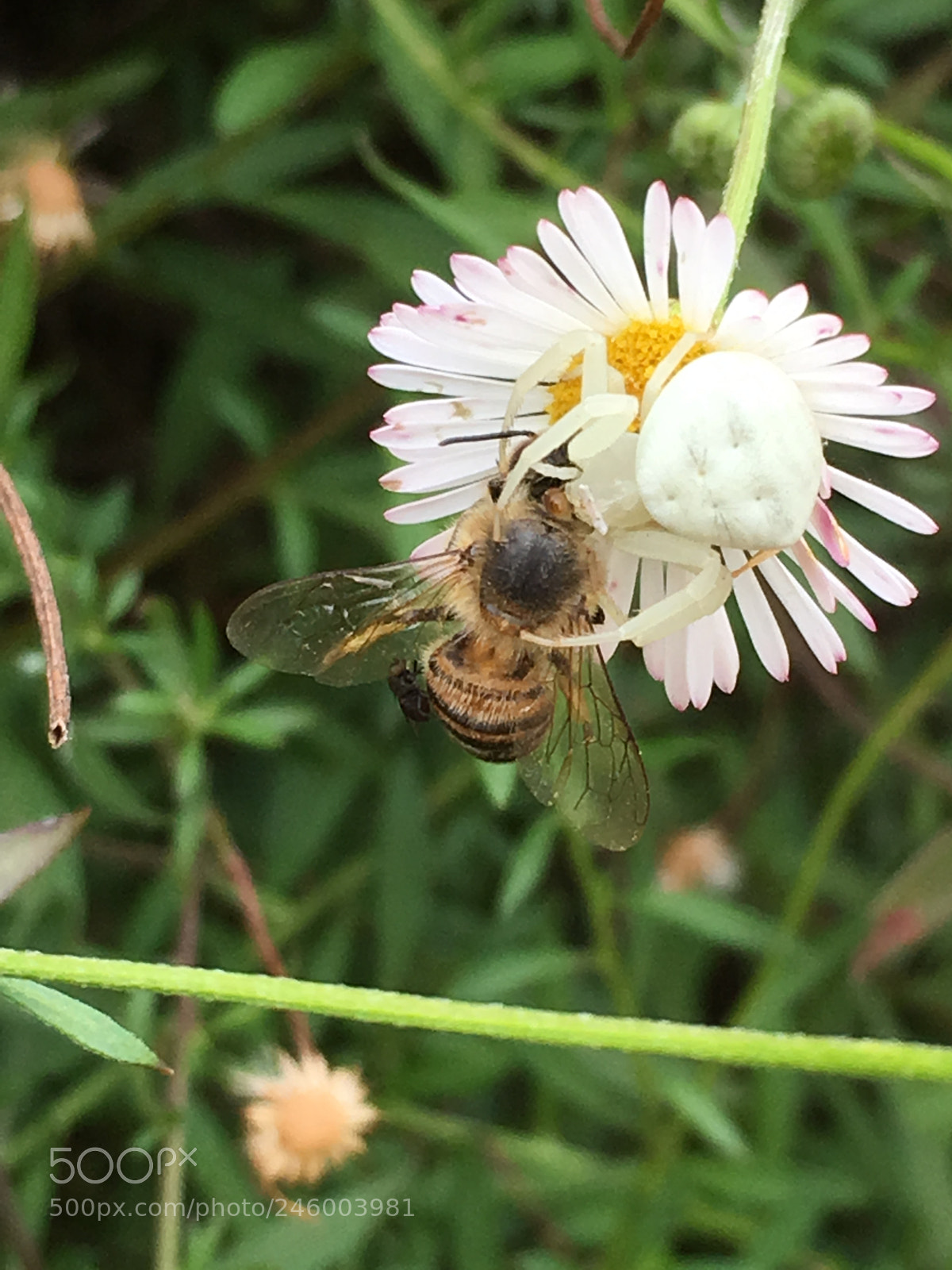 Apple iPhone 6s sample photo. Murder on the flower.  photography