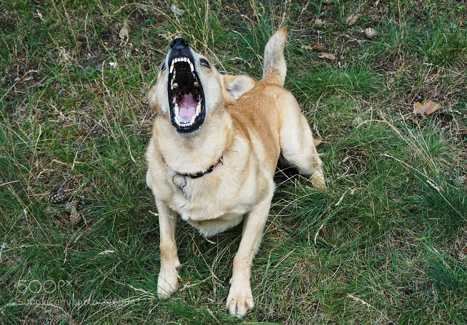 Sony a6000 + Sony E 18-50mm F4-5.6 sample photo. Fury photography