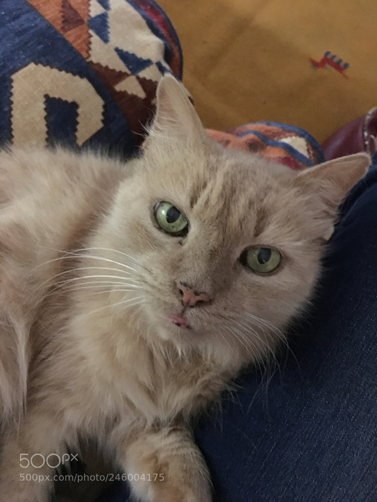 Apple iPhone 6s sample photo. My cat harry. photography