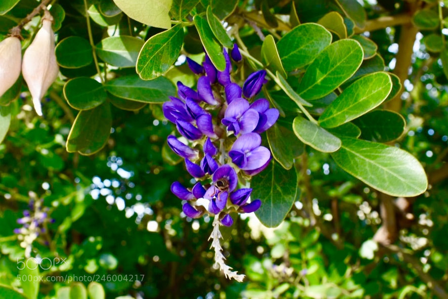 Nikon D3400 sample photo. Purple hanging blooms photography