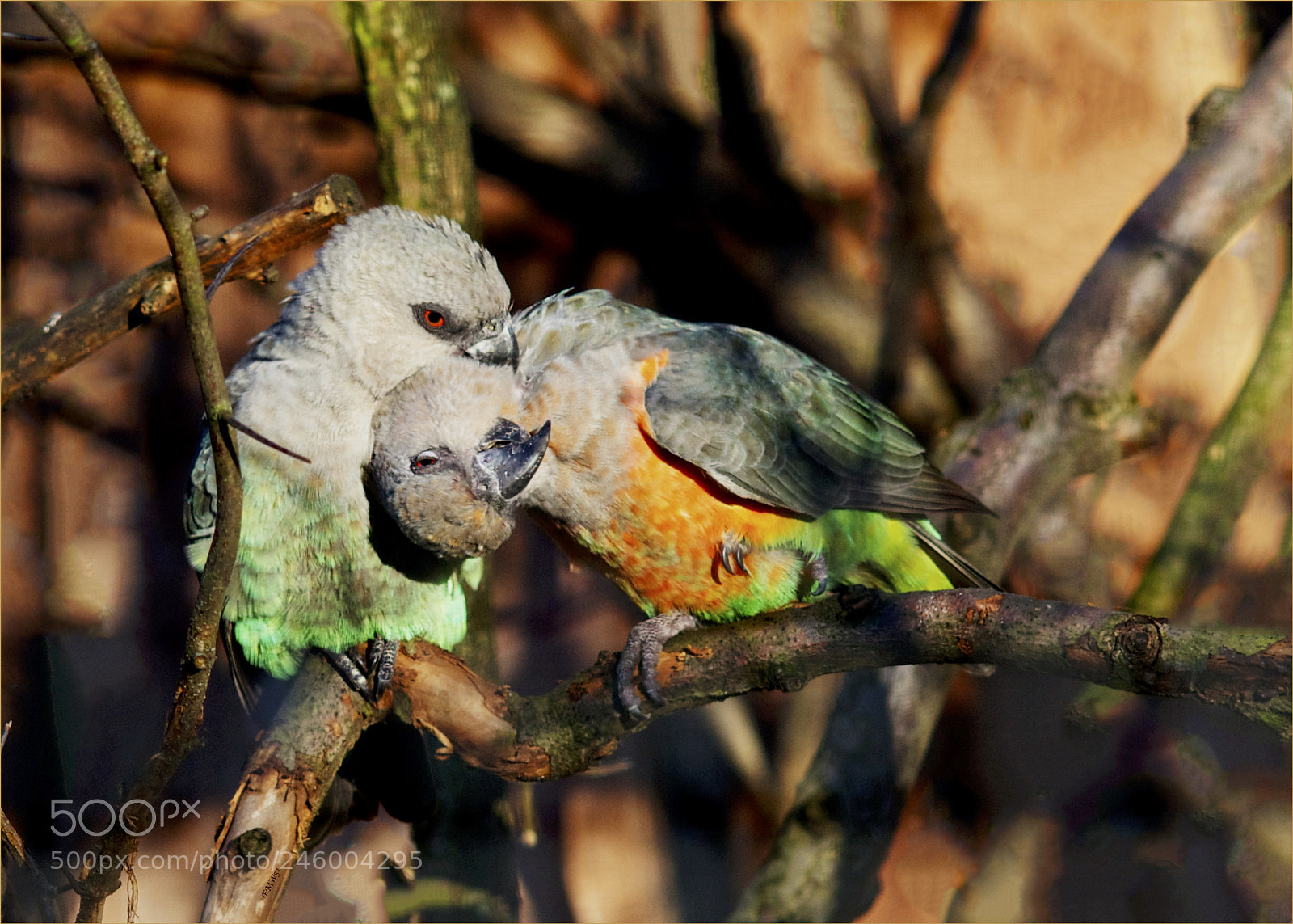 Sony SLT-A55 (SLT-A55V) sample photo. Time for tenderness photography