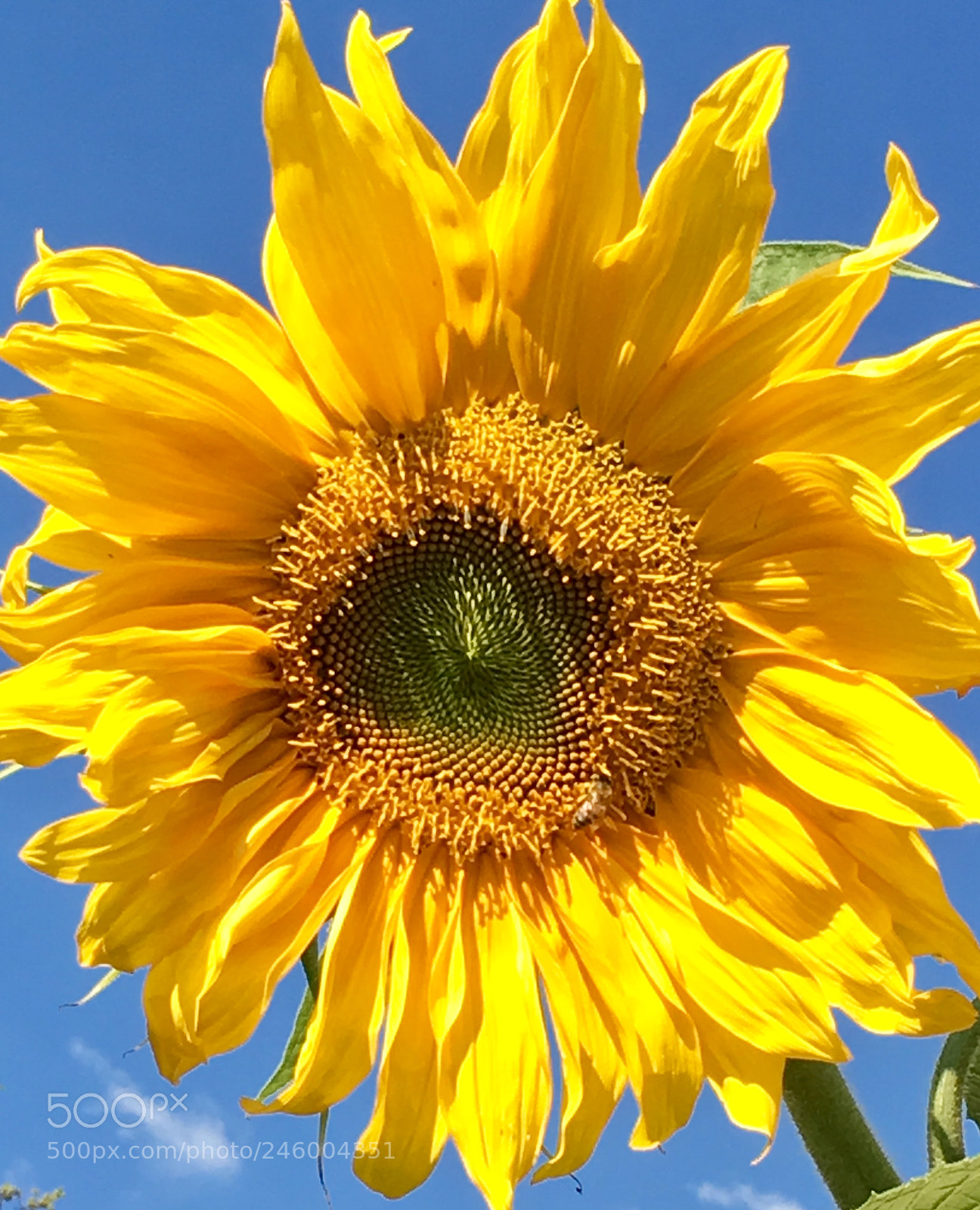 Apple iPhone 6s sample photo. Flower of the son. photography