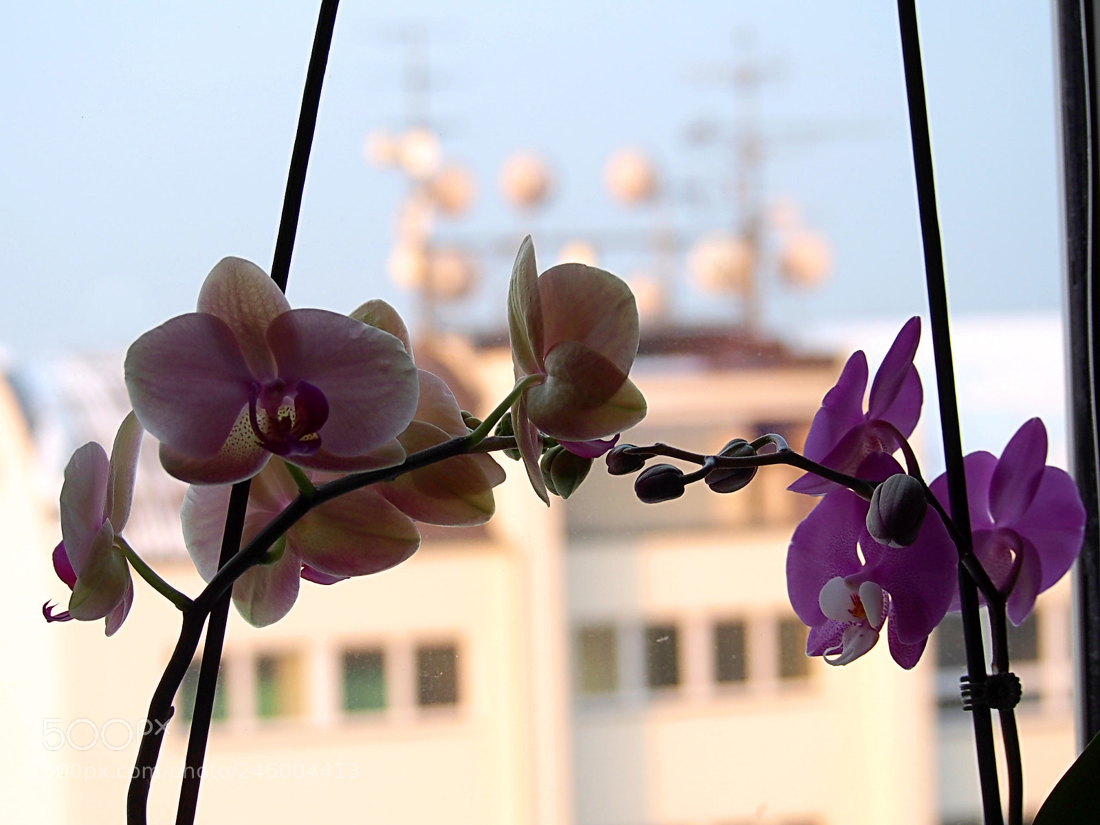 Olympus PEN E-PL6 sample photo. Behind the window photography
