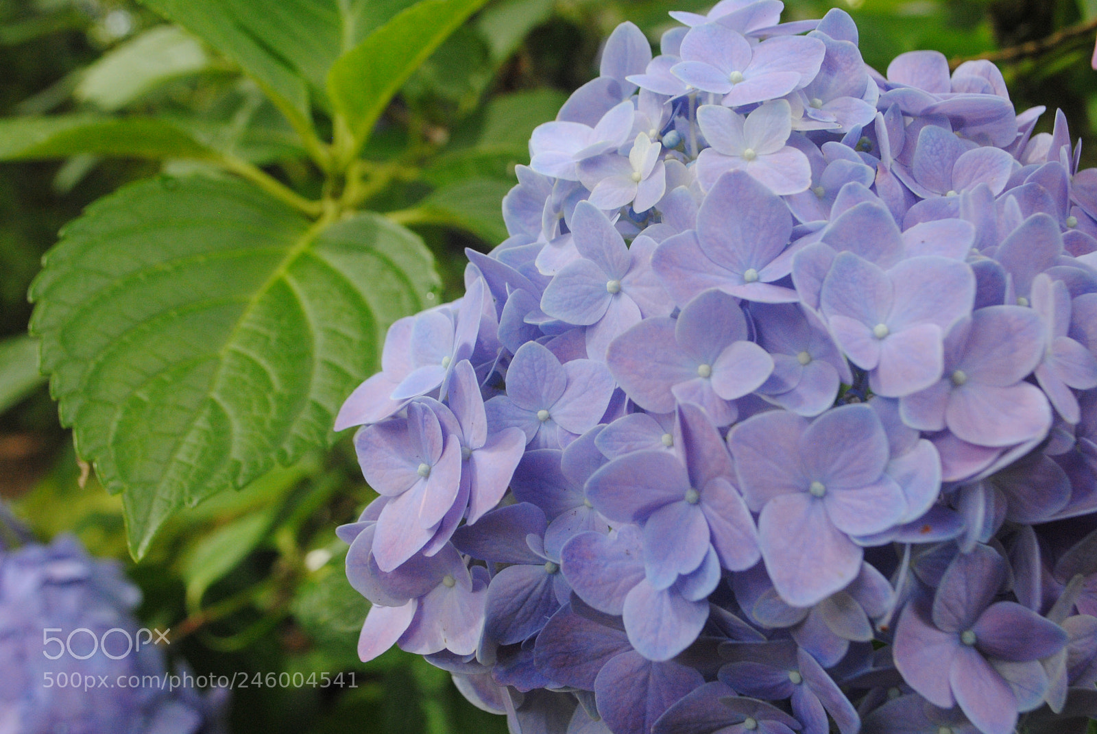 Nikon D3000 sample photo. Blue hydrangea photography