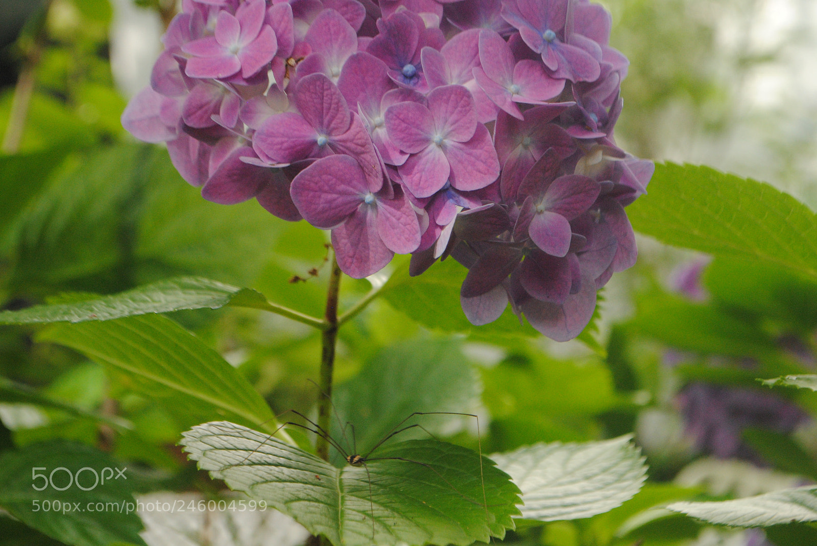 Nikon D3000 sample photo. Crawler photography