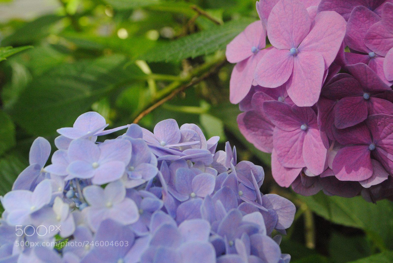 Nikon D3000 sample photo. Purple and blue photography